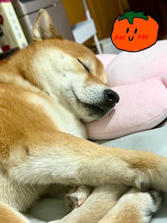 全家作息最规律的是狗