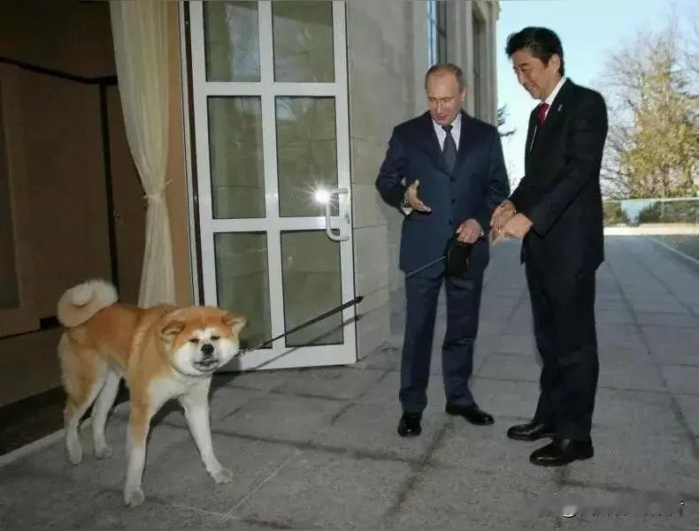 秋田犬离世引全网感慨，跨越国界的忠诚羁绊有多动人
 
世间最动人的缘分，往往始于