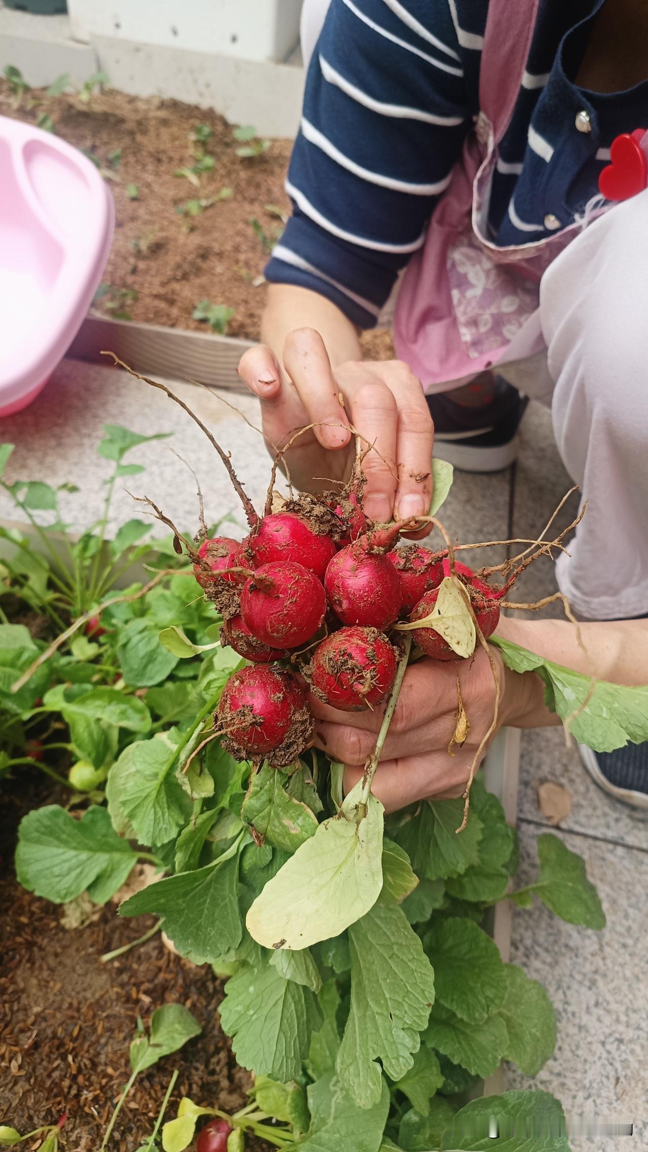 拔蒜苗栽西瓜，晚饭全是鲜菜
 
下午一有空就扎进我的小菜园，先薅了一个水灵灵的小