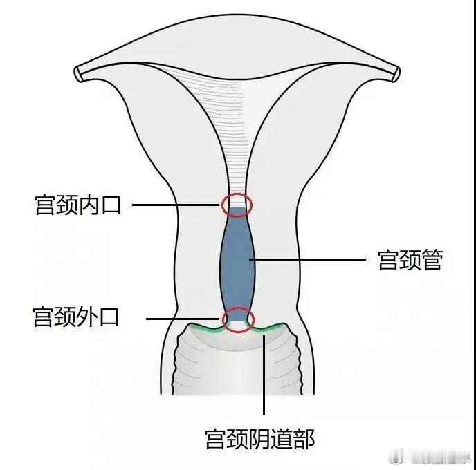 宫颈的作用原来这么大！这些行为正在伤害它！人类是一个特殊的群体，身体里藏着无数的