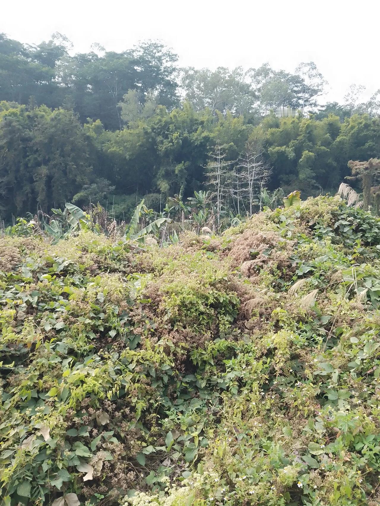 静景