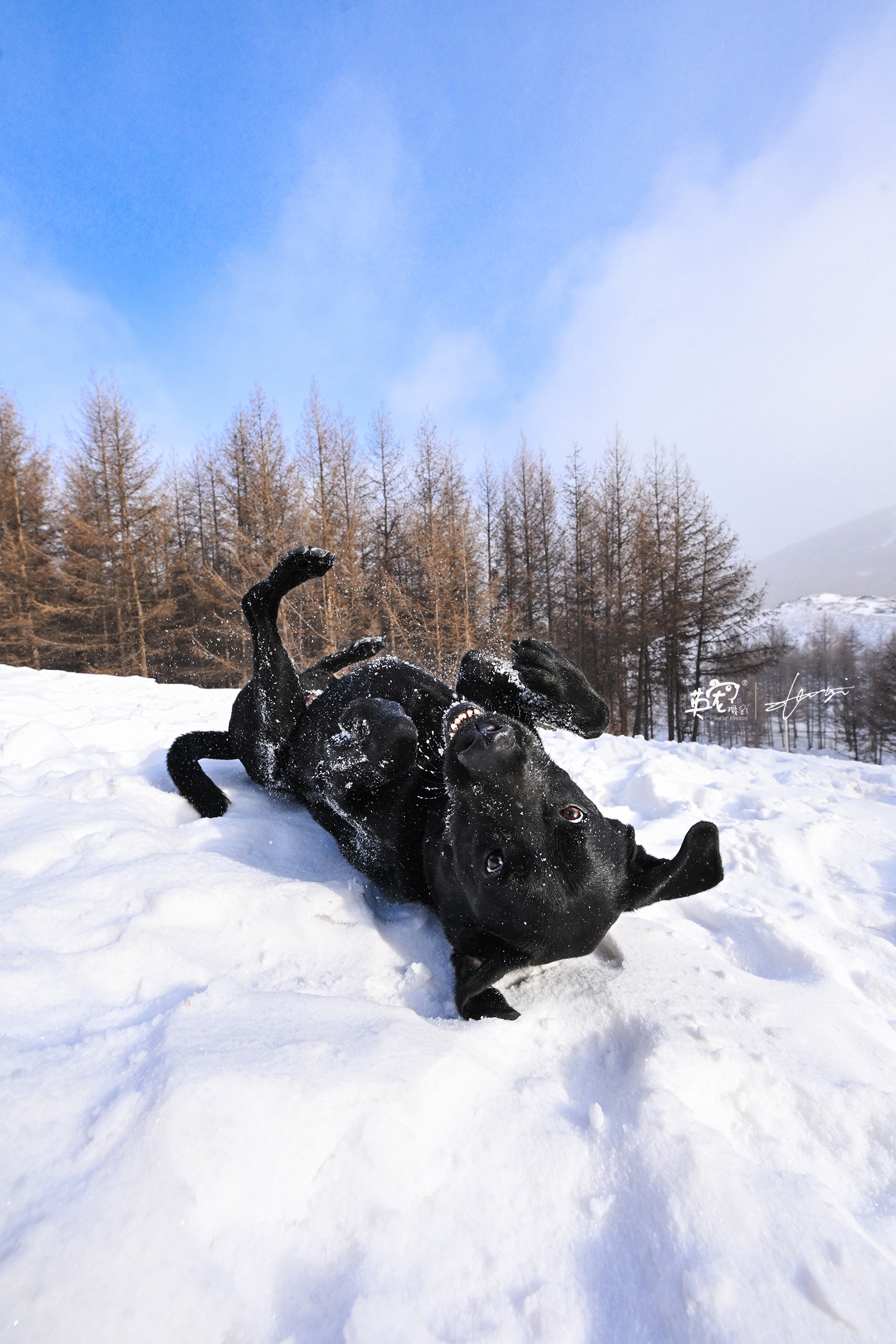 又想玩雪啦，跟白叔走，不玩尽兴不回家！[挤眼]    