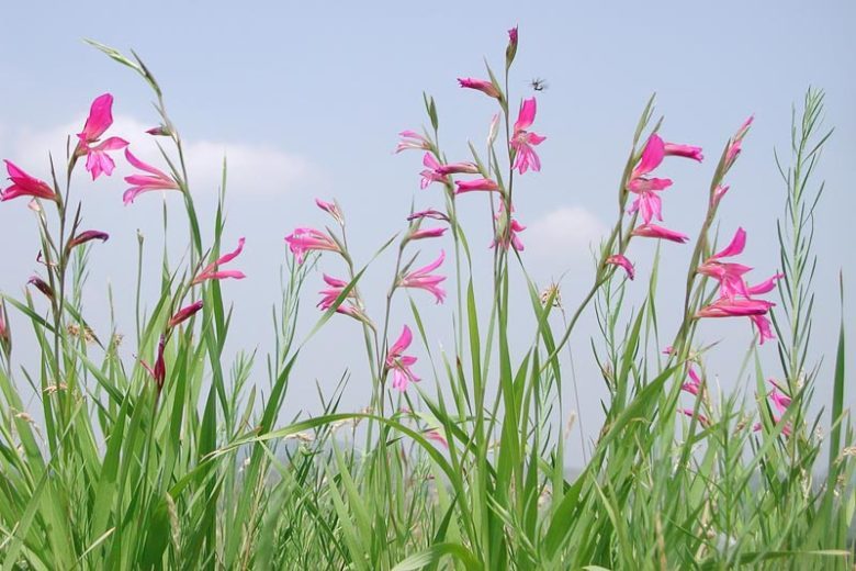 Gladiolus italicus（意大利唐菖蒲）野生唐菖蒲的一种。英语Ita
