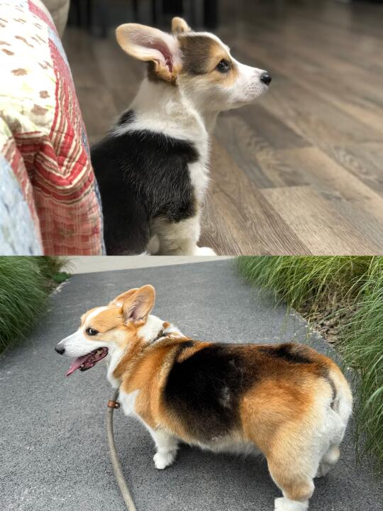 柯基长肉篇|瘦子逆袭经验分享