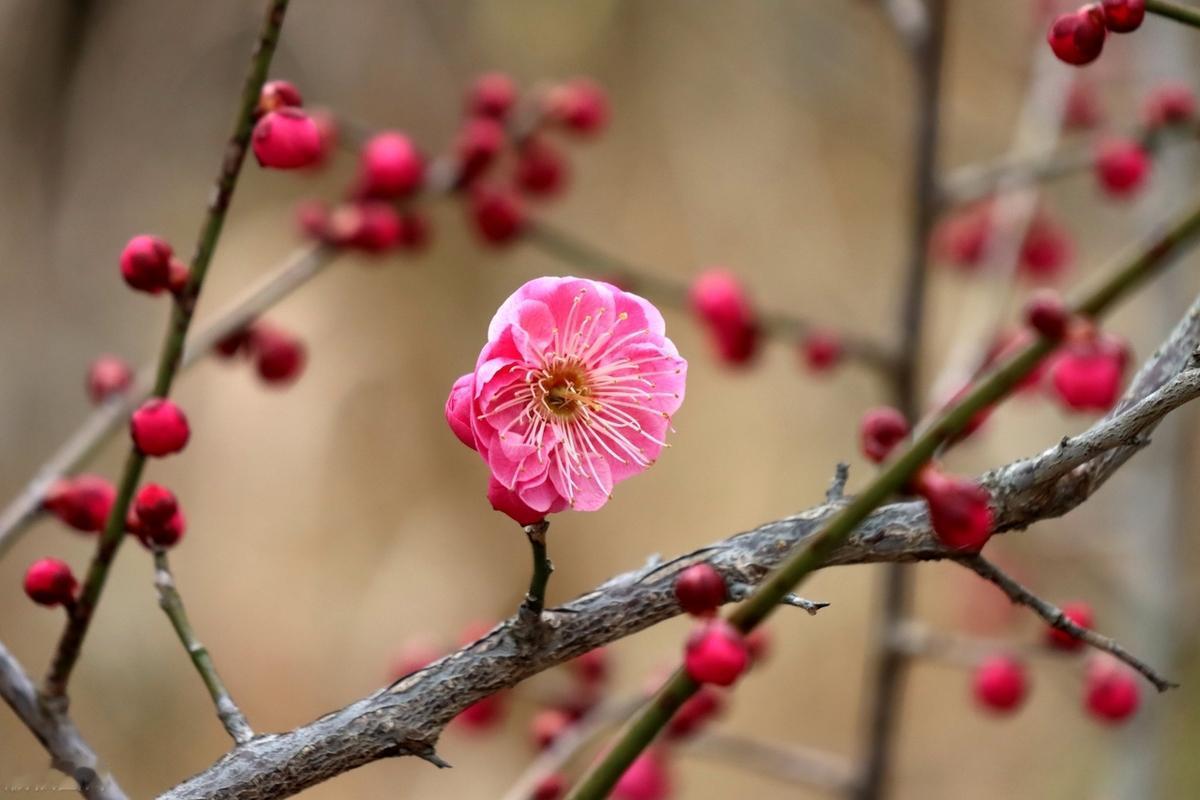 每天告诉自己要努力，即使看不到希望，也依然相信自己，每个优秀的人，都有一段沉默的