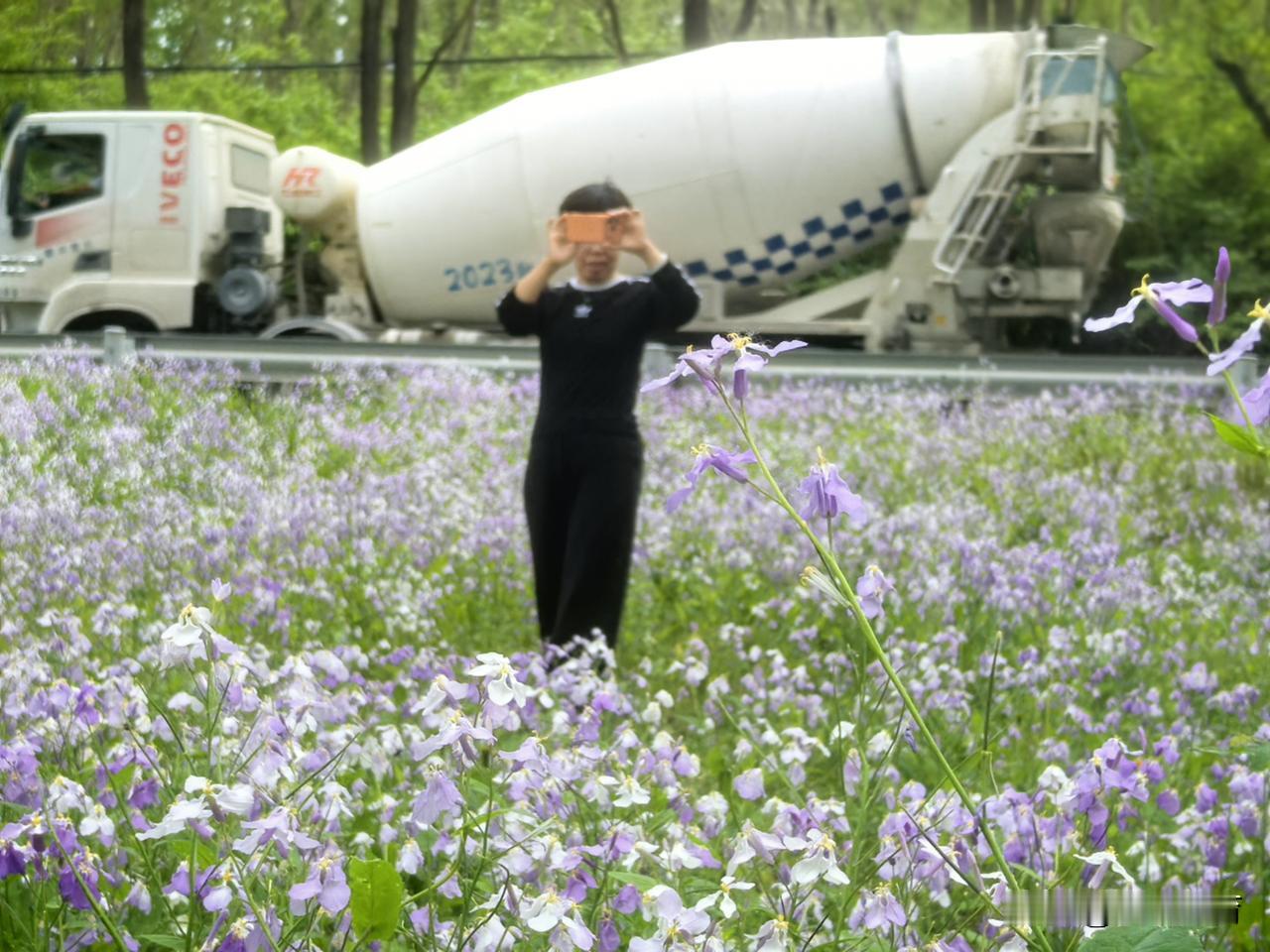 延庆妫水乡村公路（滨河南路）旁的二月兰花海。延庆妫河
