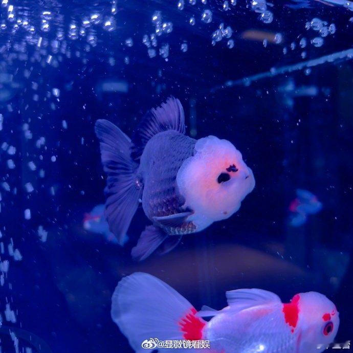 辛芷蕾给新鱼征名 辛芷蕾家再添新成员，在线征集名字却被评论区笑死！因鱼儿自带浓妆