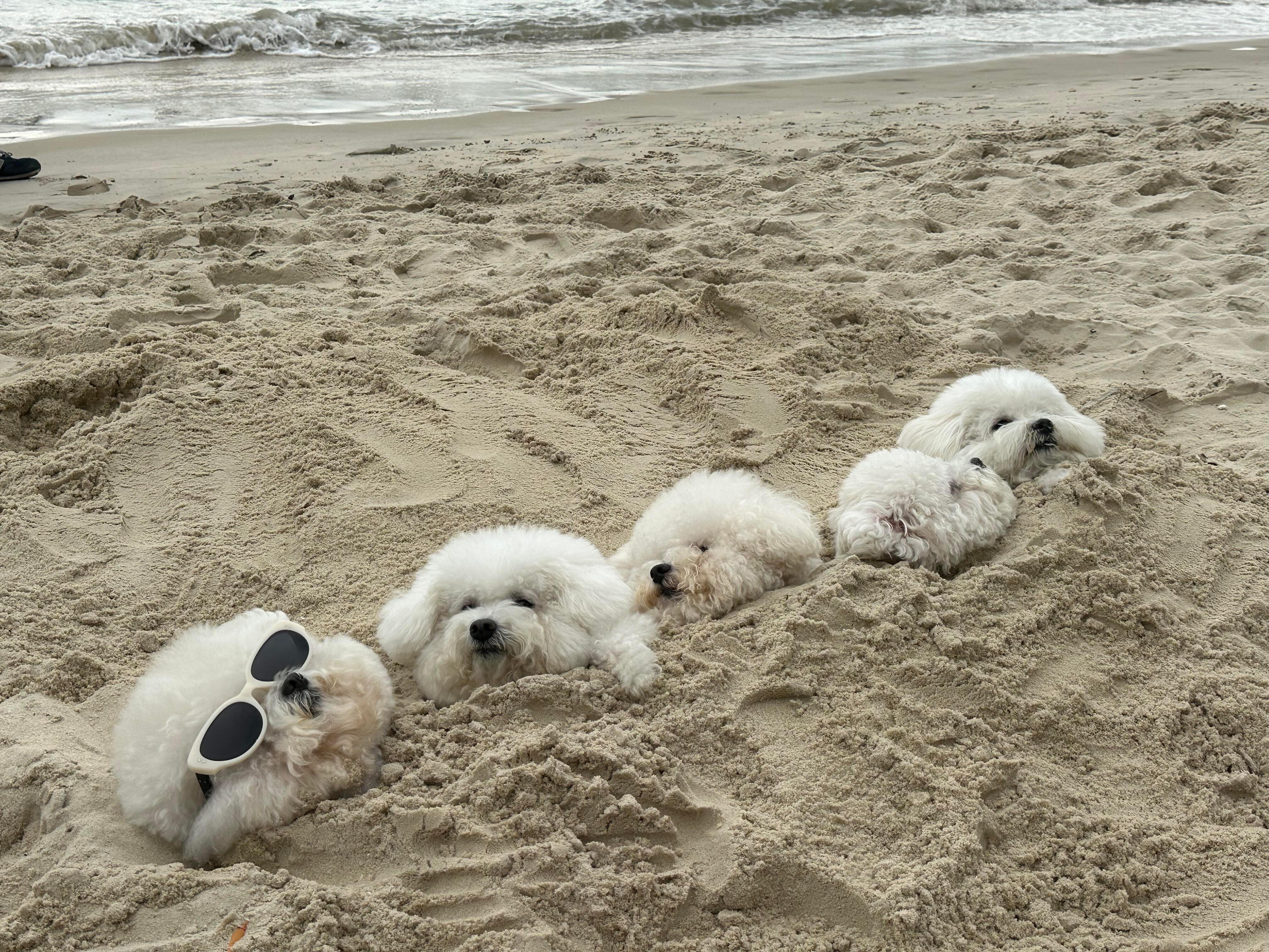 正在沙滩沐浴阳光的小狗们 ​​​