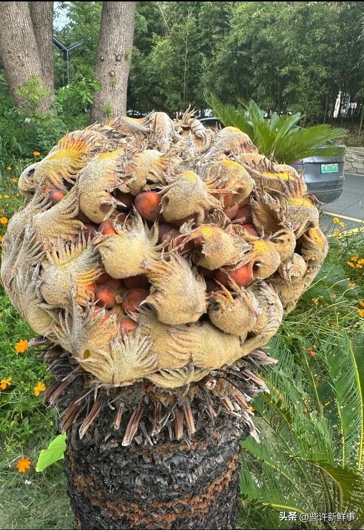 这是什么？