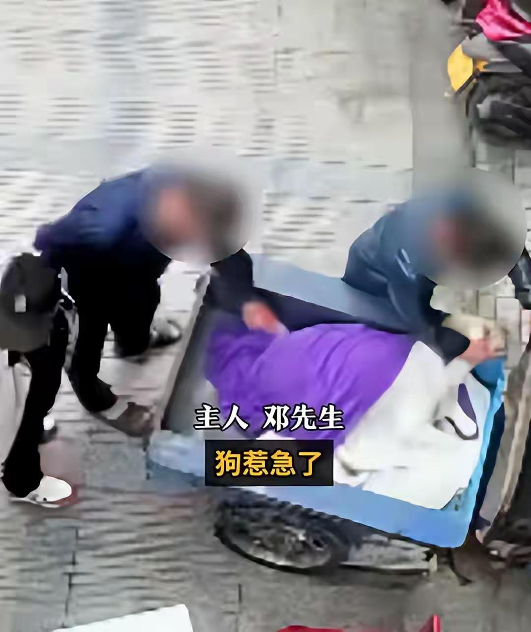 3月11日广东阳江，一名男子特意去拍打挑逗店门口三轮车上正睡觉的拉布拉多，这狗本