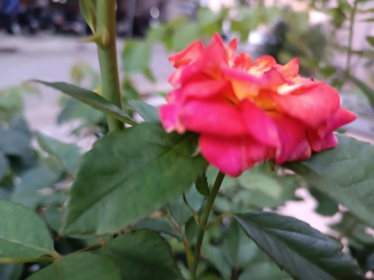 上头条召唤豆包
 绽放的花朵，大自然的馈赠，美不胜收！🌸💕