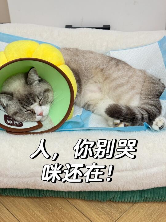 人，不要在咪的床前哭泣