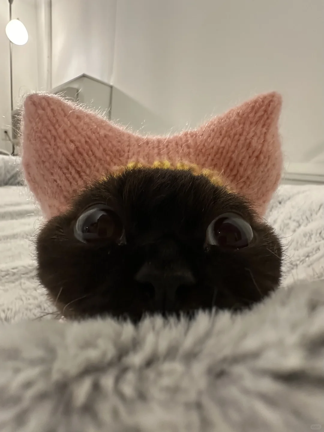 小猪耳朵