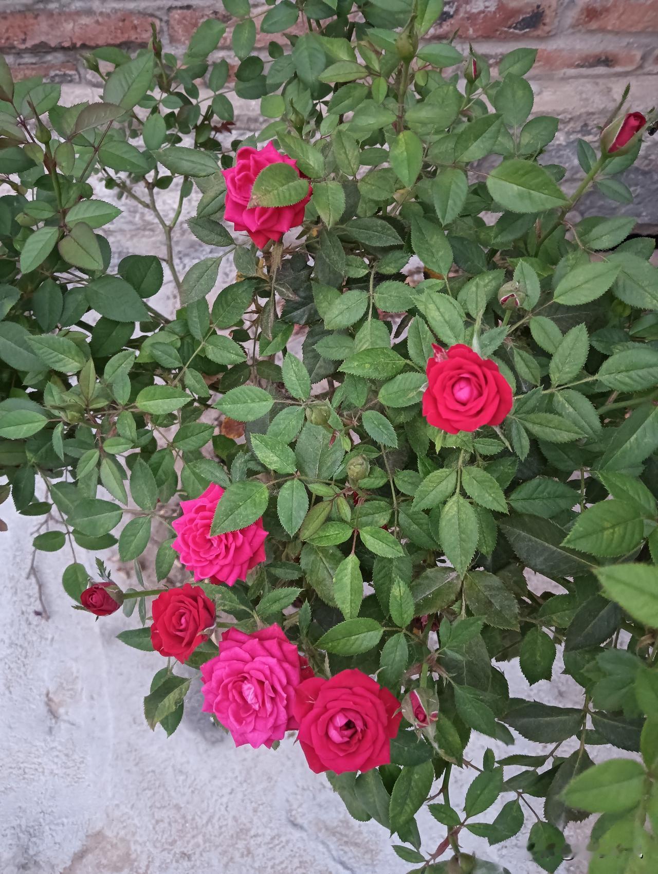 惊艳的玫瑰绽放，色彩斑斓，美不胜收！🌹💕