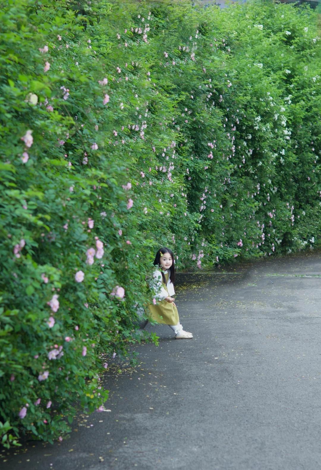 重庆市政越来越优秀！一整片蔷薇花太美了！
重庆的，快去，花期正好…
路边的蔷薇花