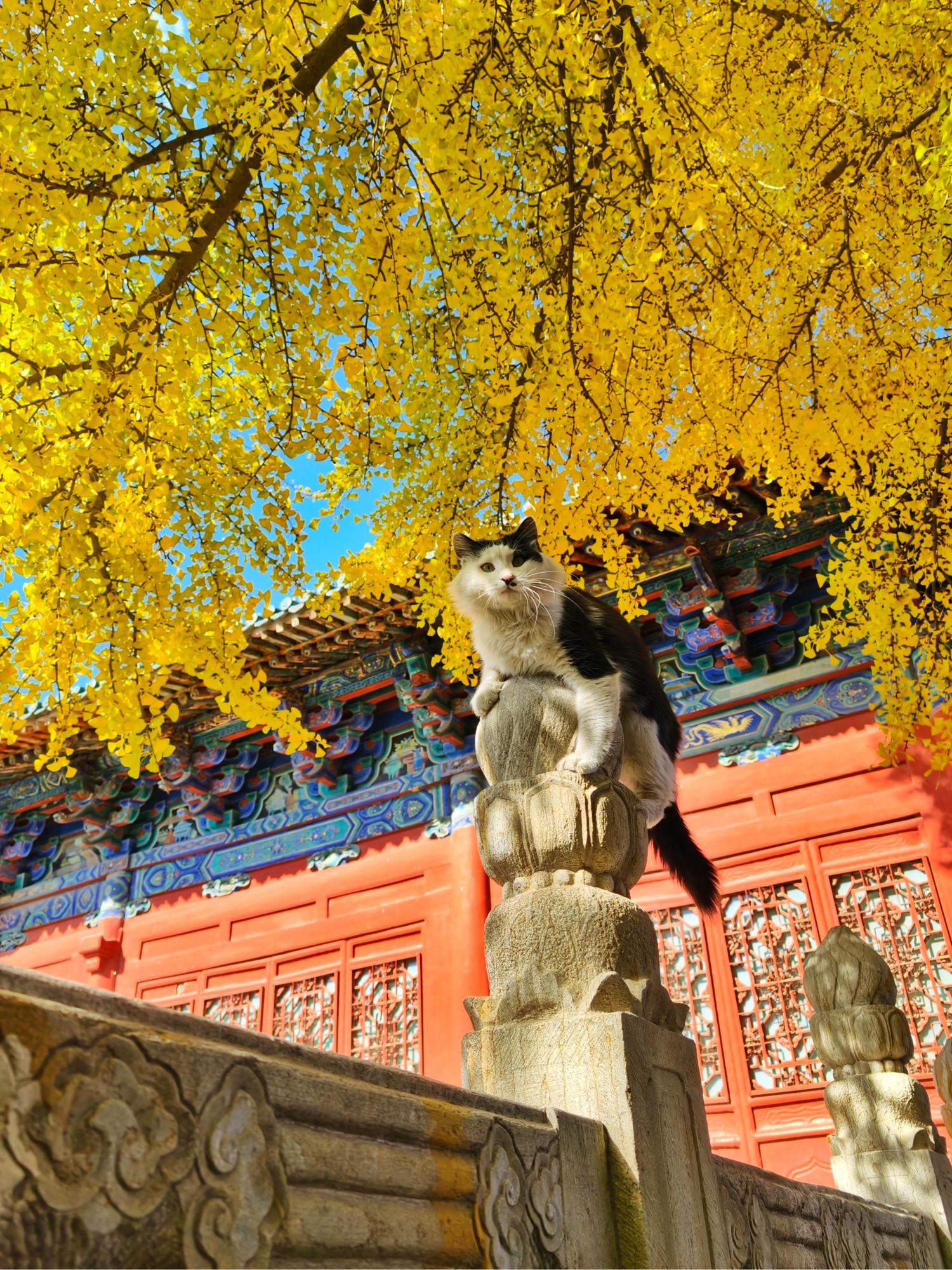 如果秋天有味道，那一定是猫味的。秋天拿着vivo x300 pro，走...