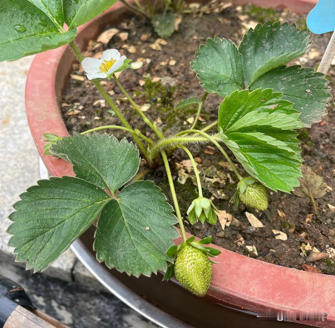 带孩子去公园玩，因为护犊子，导致老公要离婚，这样的妈妈，确实不适合带孩子。一女子