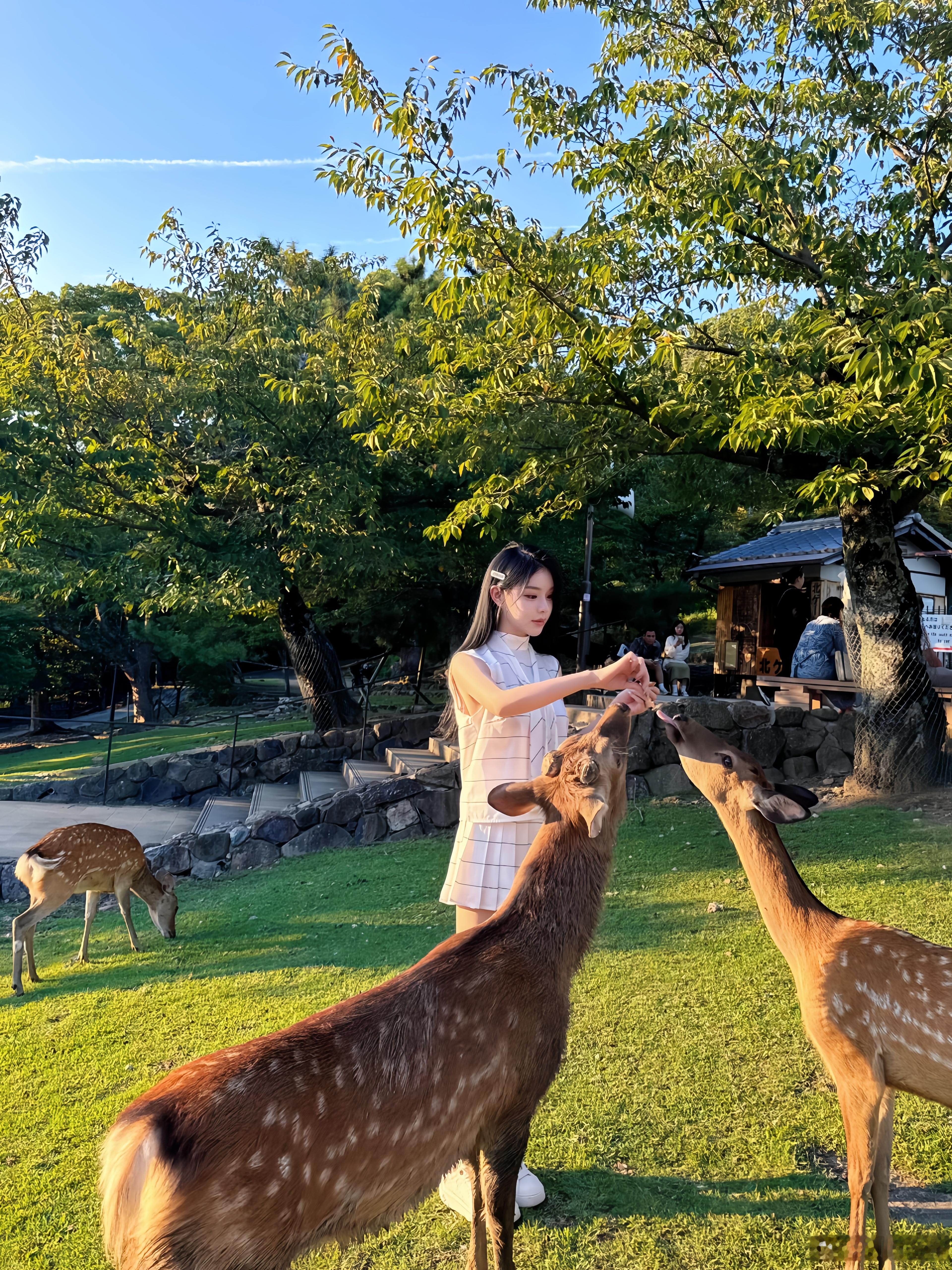 可可爱爱🦌  ​​​
