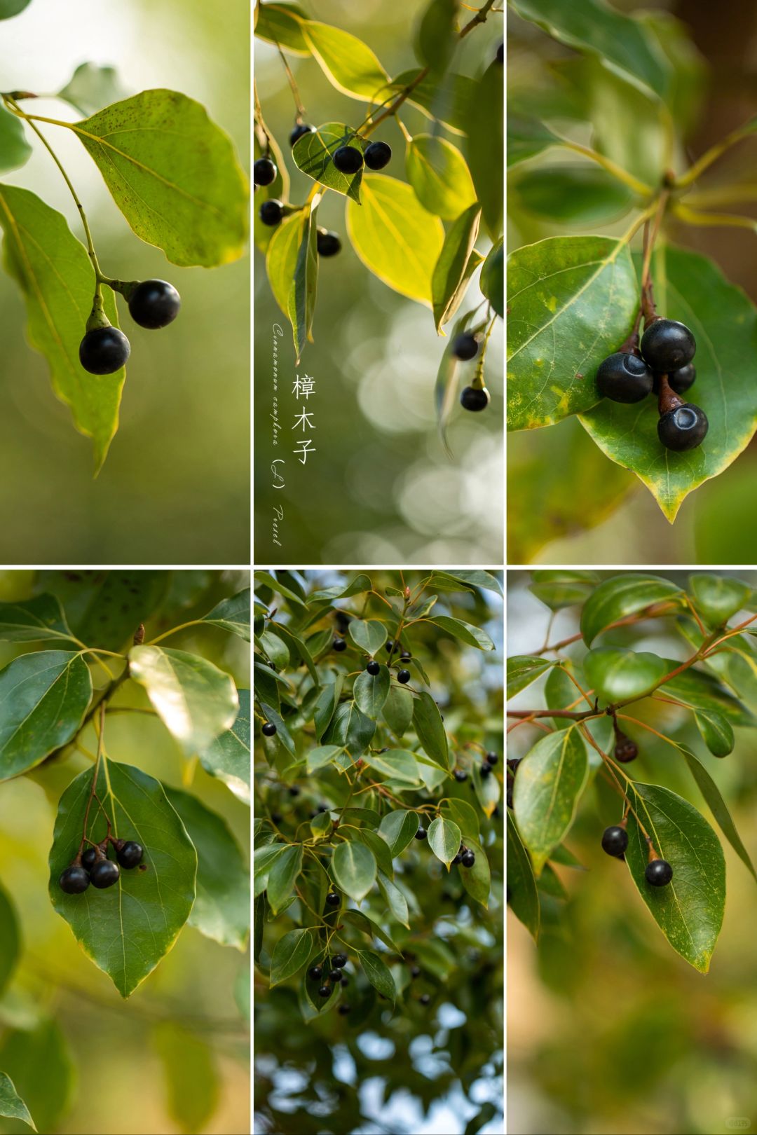 南方冬天常见的“樟木子”|植物摄影美学