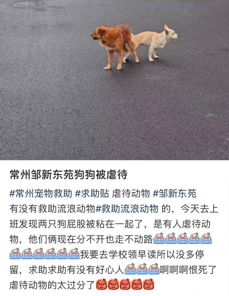 姐妹，有没有一种可能，那俩狗狗不想分开呢