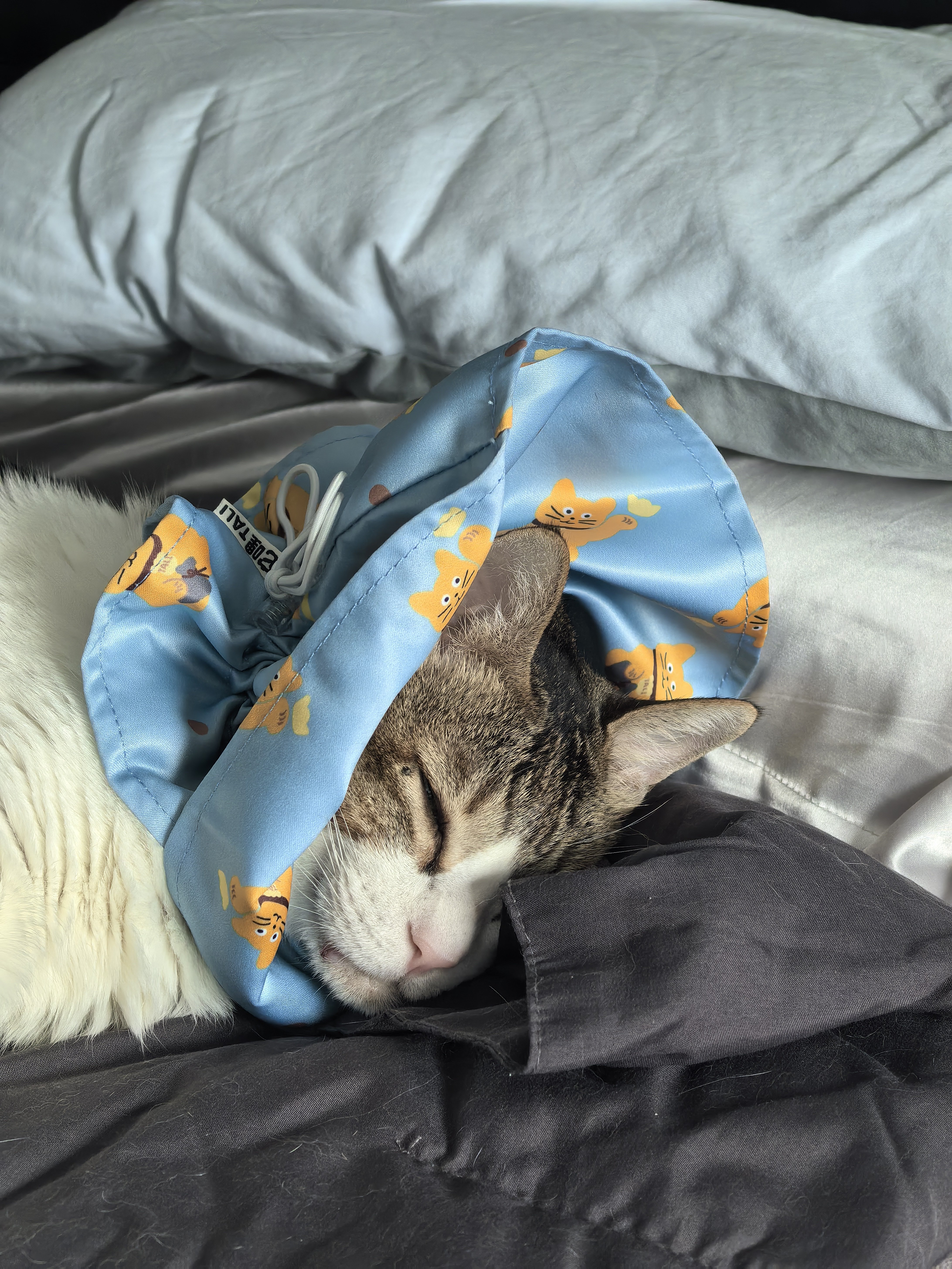 嘴巴上火烂了戴了三天圈，整个猫都不好了。他妈妈给他手洗了两天的圈，也不太好，母子
