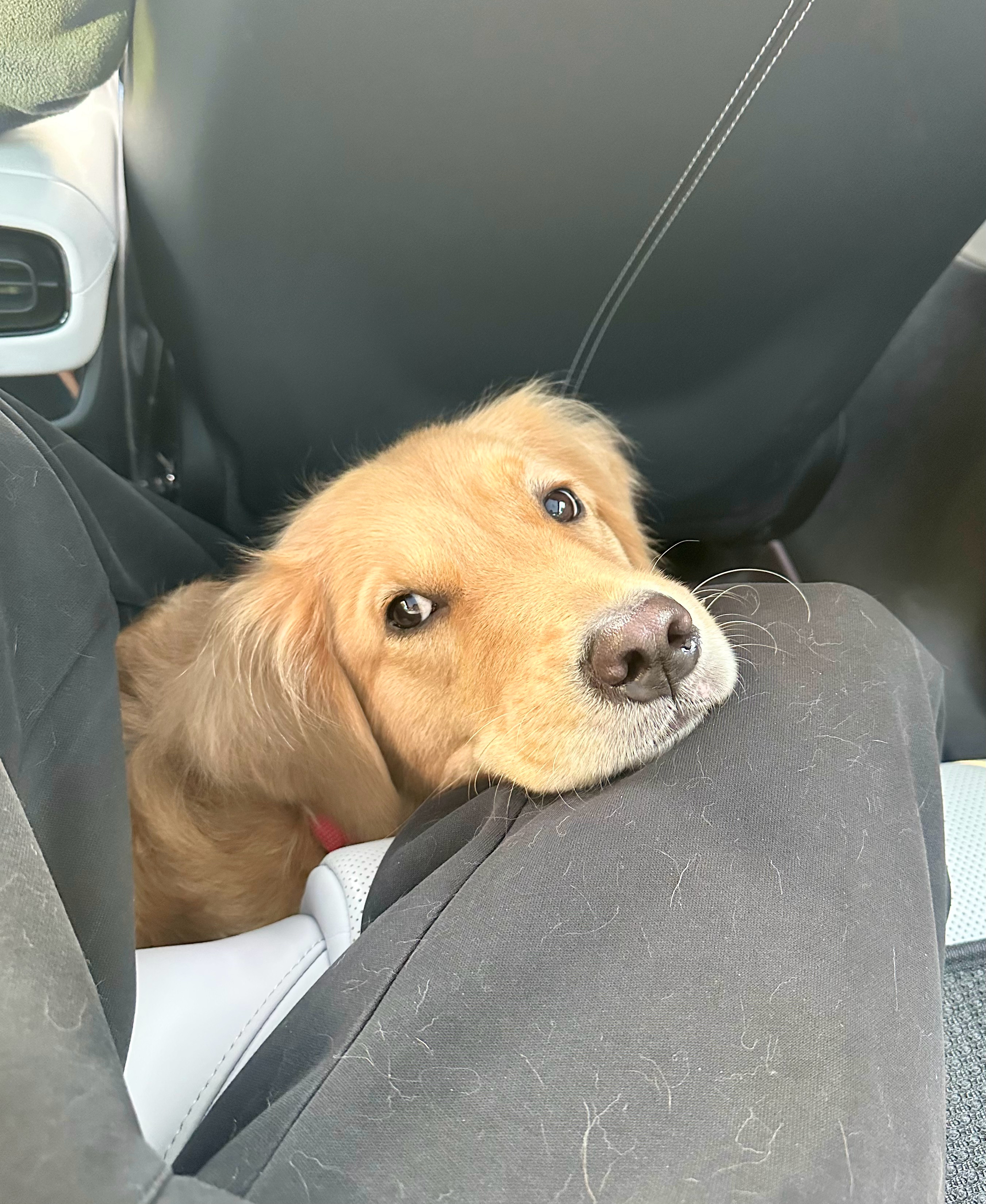 华美极乐犬 下巴搭得怪舒服呢（晕车小狗一腿毛[泪奔] ​​​