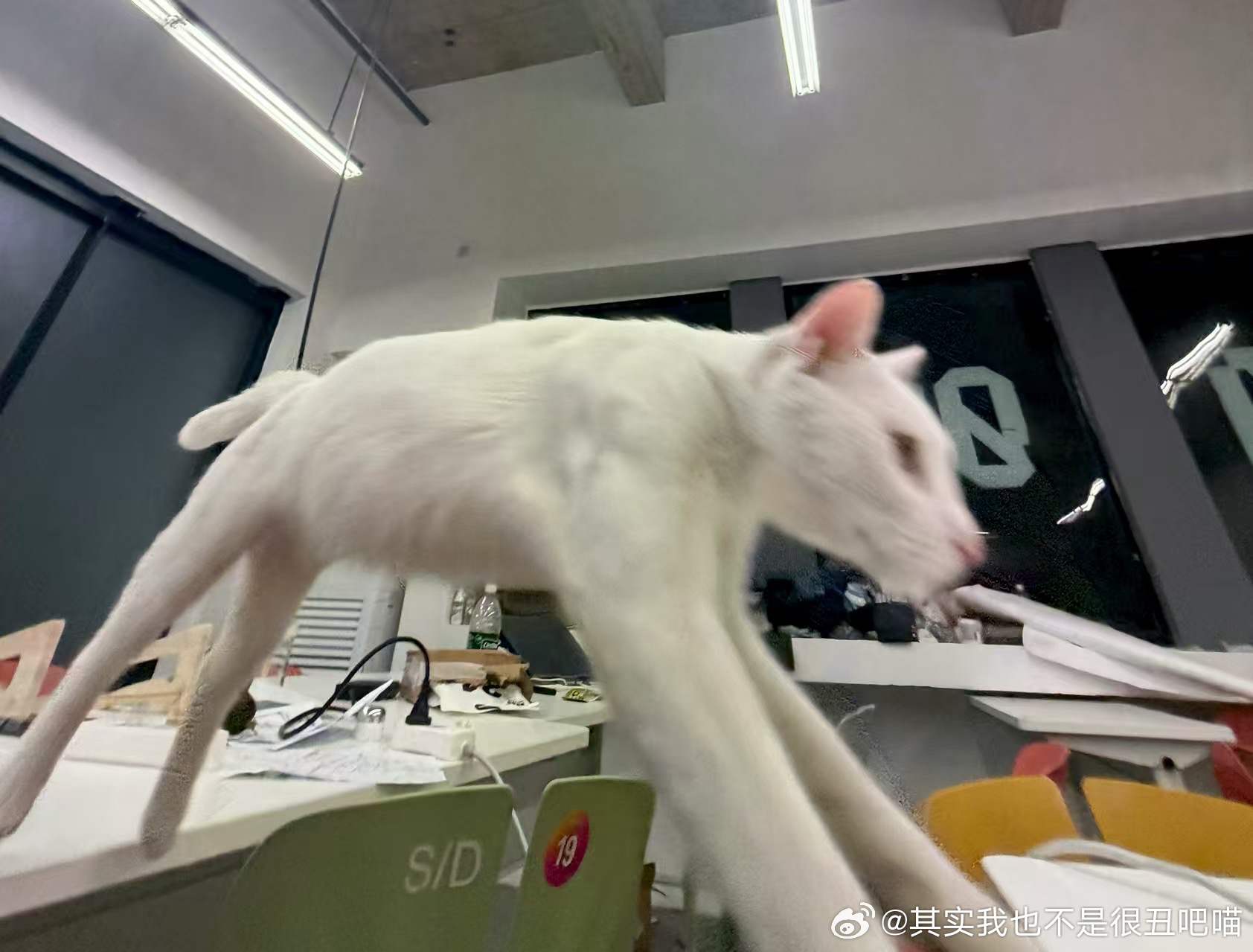50303【丑猫】咪小小的年纪就在学校课桌上担任起了拱桥 