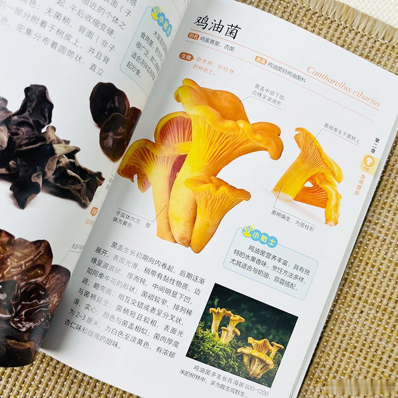 知書club 前言丨蘑菇，这一自然界中独特的存在，常常在雨后的林间悄然现身，以其