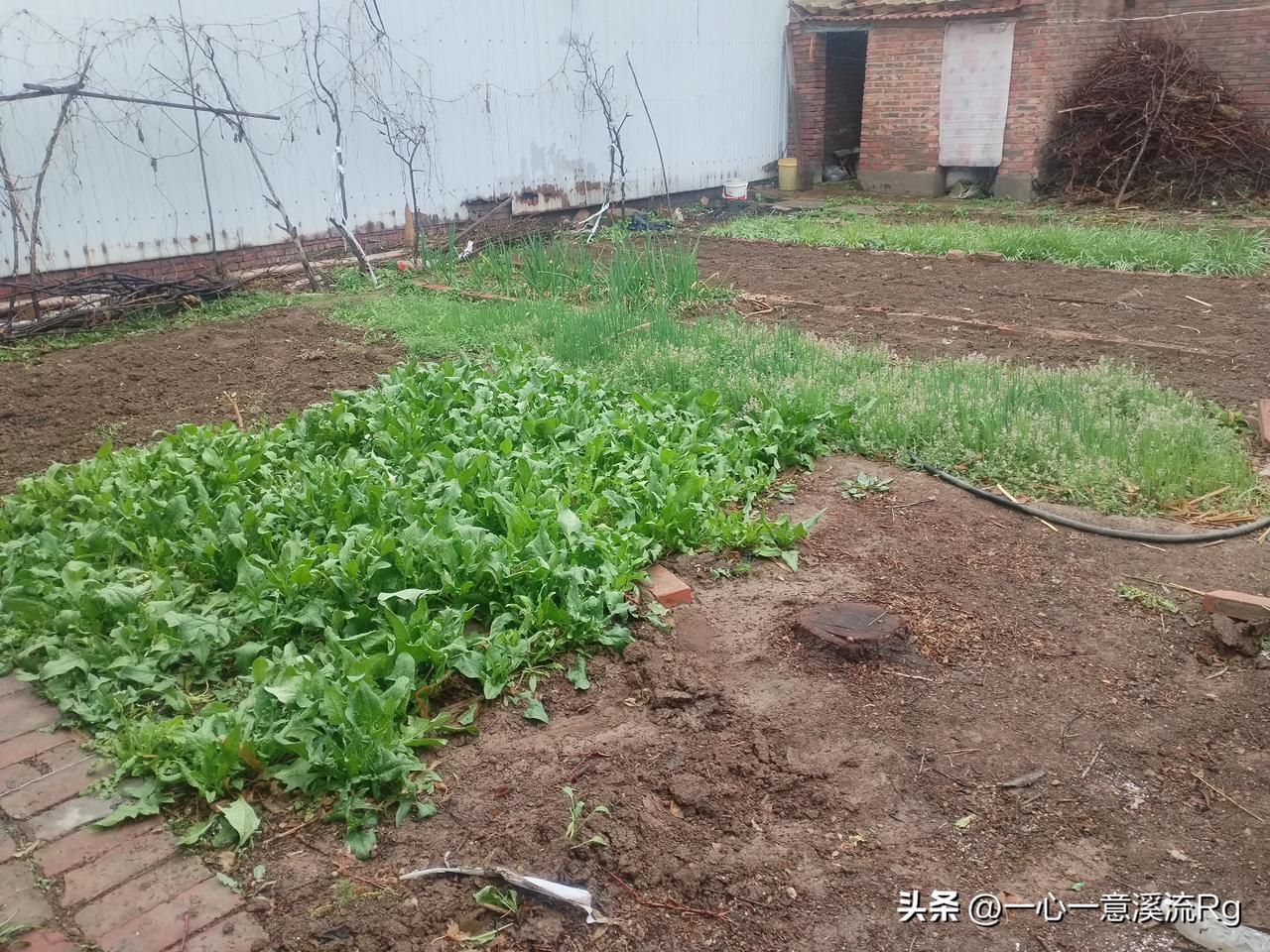 香椿红透是春写给你信，香椿炒鸡蛋是春天里餐桌上的美食！[赞][赞]