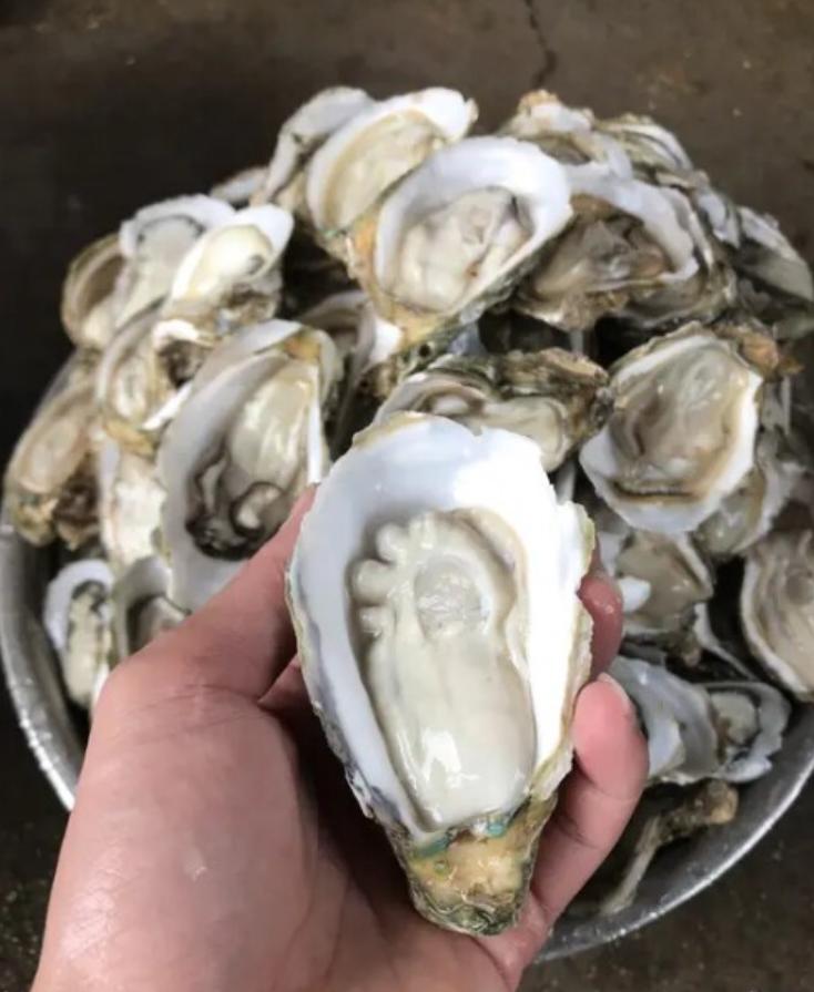 比中彩票概率还低！广东一位做了6年蚝生意的老板，每日处理300斤生蚝，近日竟意外