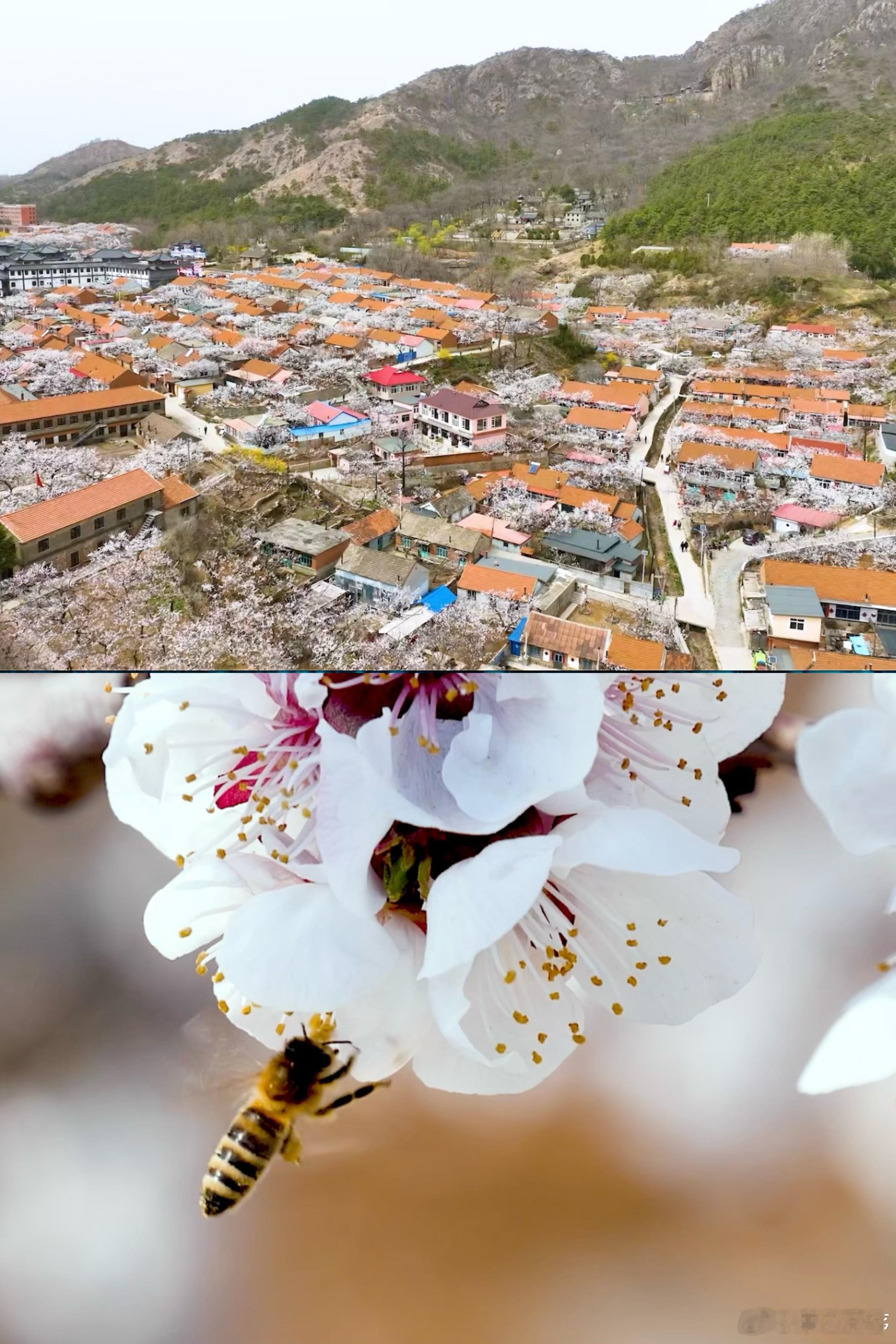 前些天在大孤山看杏梅，有点像切频道：山脚是“热闹模式”，古韵街是“社交模式”，再