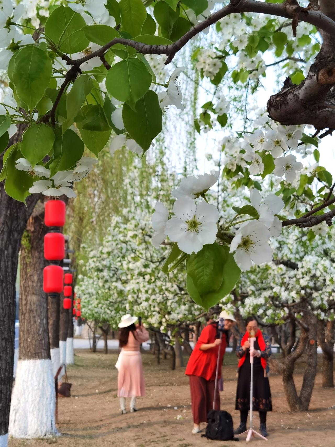 承德赏梨花，不用再去崔梨沟。

每年这会梨花盛开，大家都会争相去崔梨沟看梨花。那