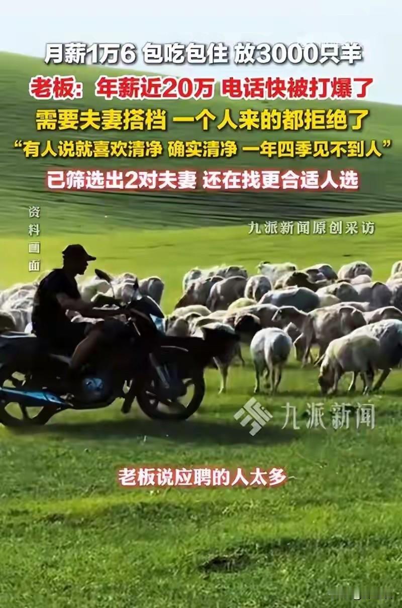 年薪20万，只需看管3000只羊，草原牧主招人背后藏着的中国式理想生活

这几天
