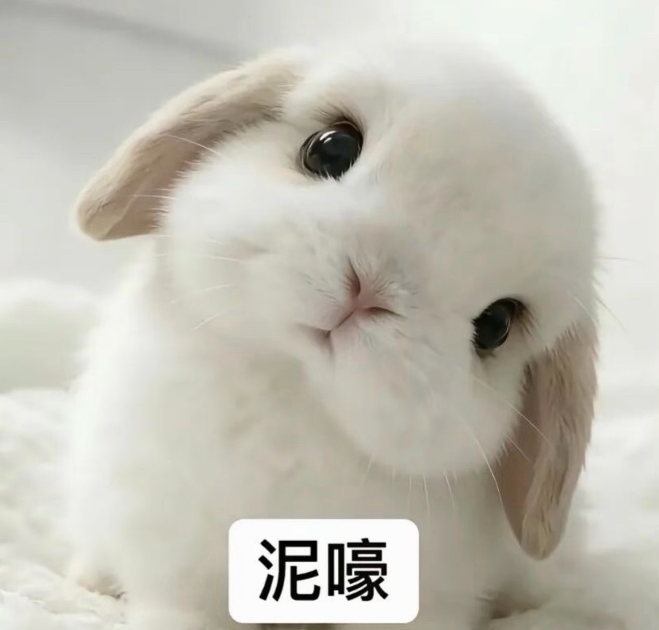 分享图片 