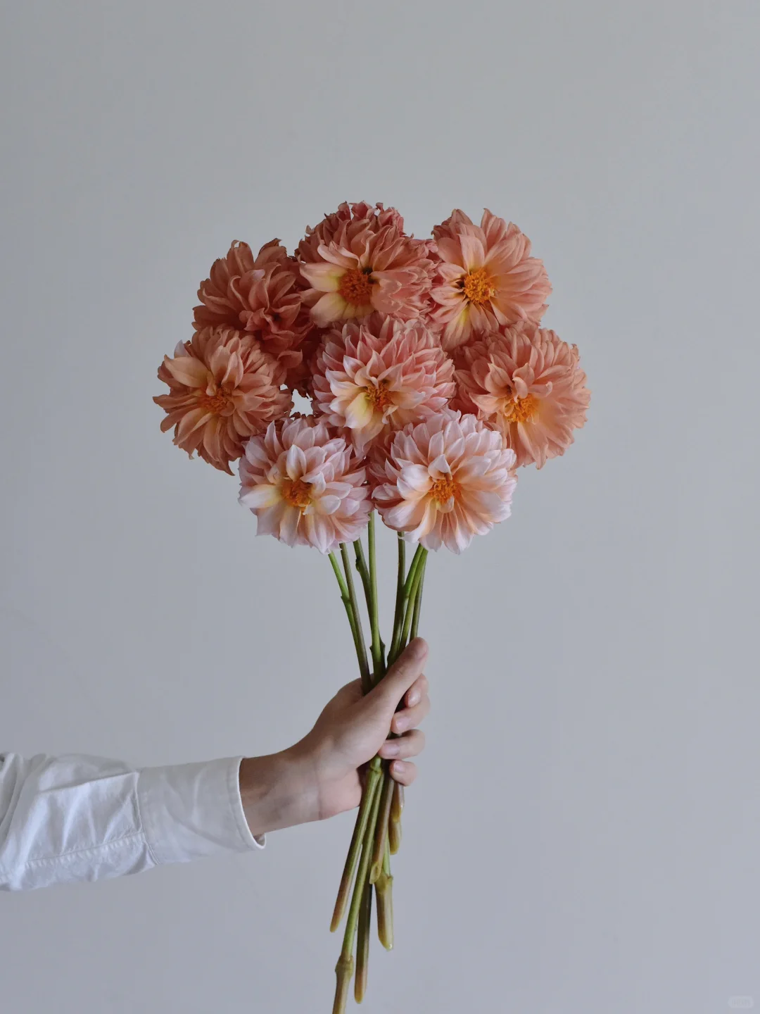 大丽花·罗森代尔桃子