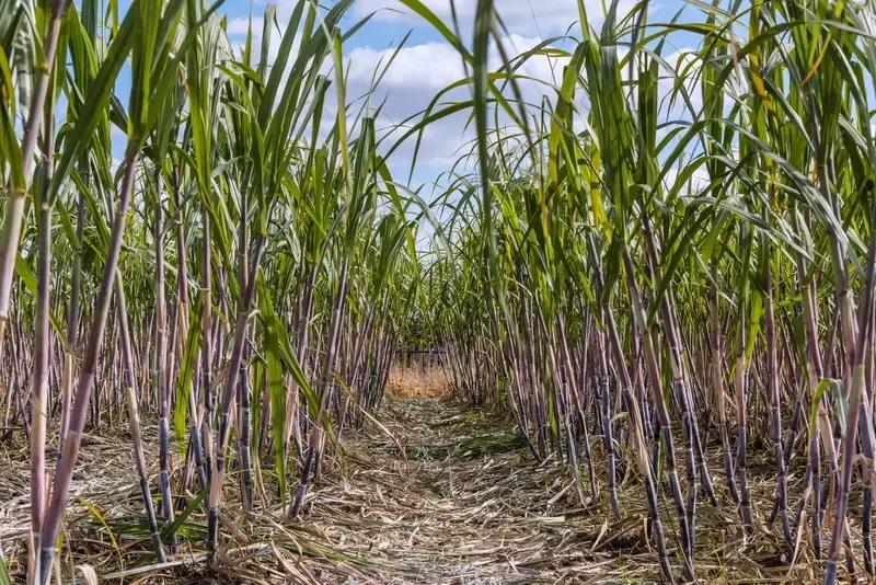 浙江绍兴有片甘蔗地火了，成了一百多位网友深夜追捧的“秘密基地”。地里立着块牌子，