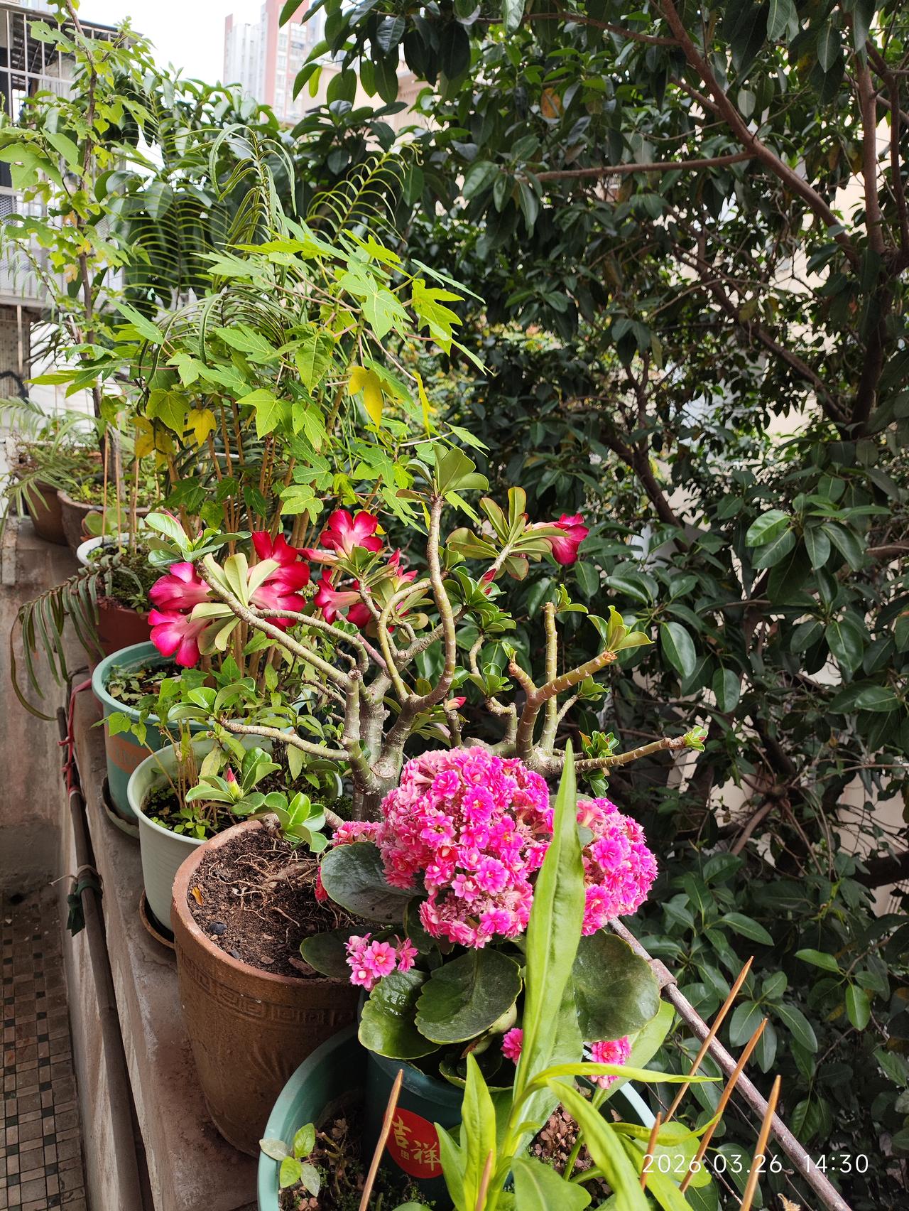 广州3月19日进入夏季，趁着炎热天气还未到来，尽情到户外享受春夏季节交替之际吹来