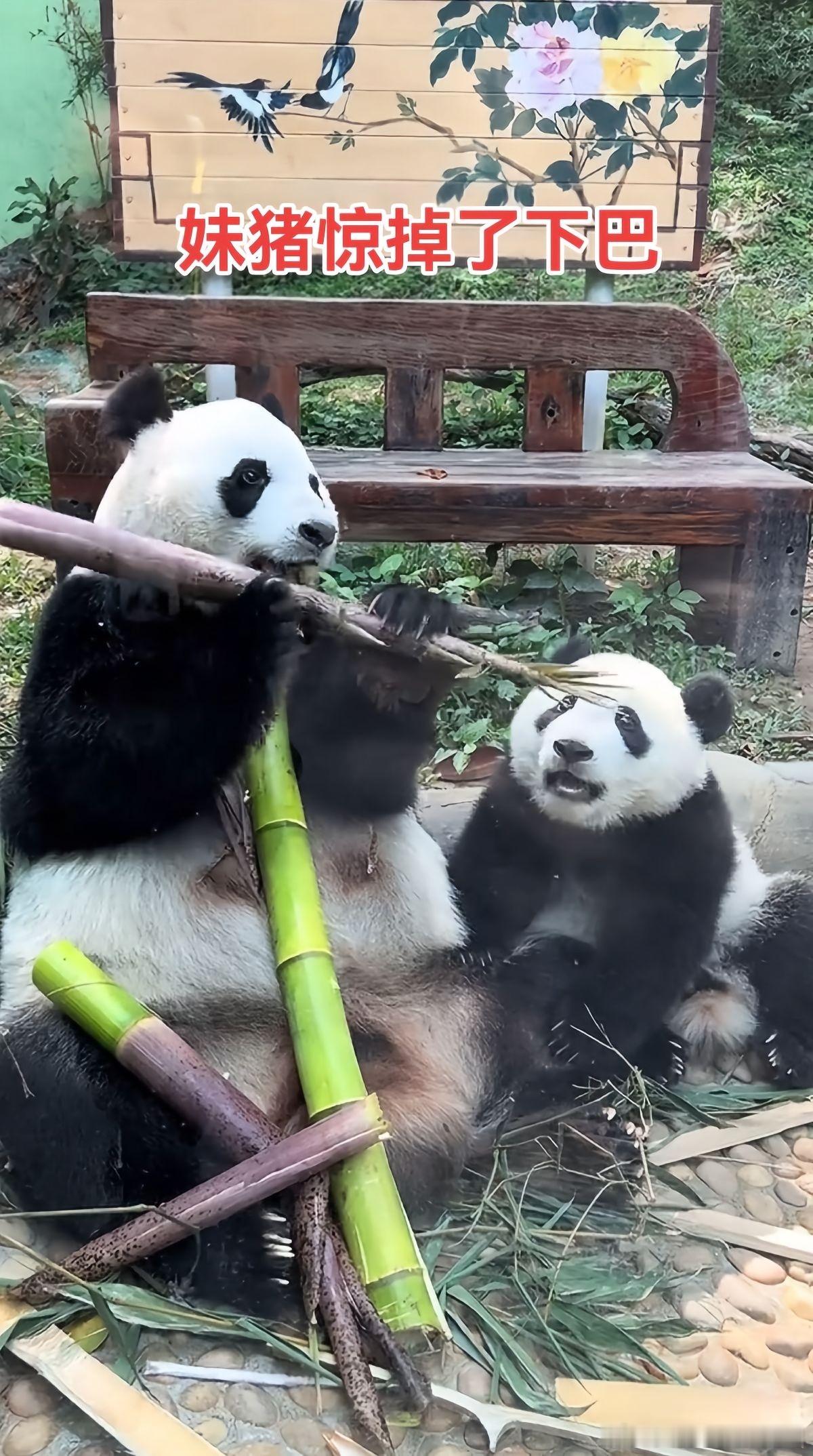 妹猪：妈咪太厉害了，这么大的笋笋扛起来就吃掉了 ​​​