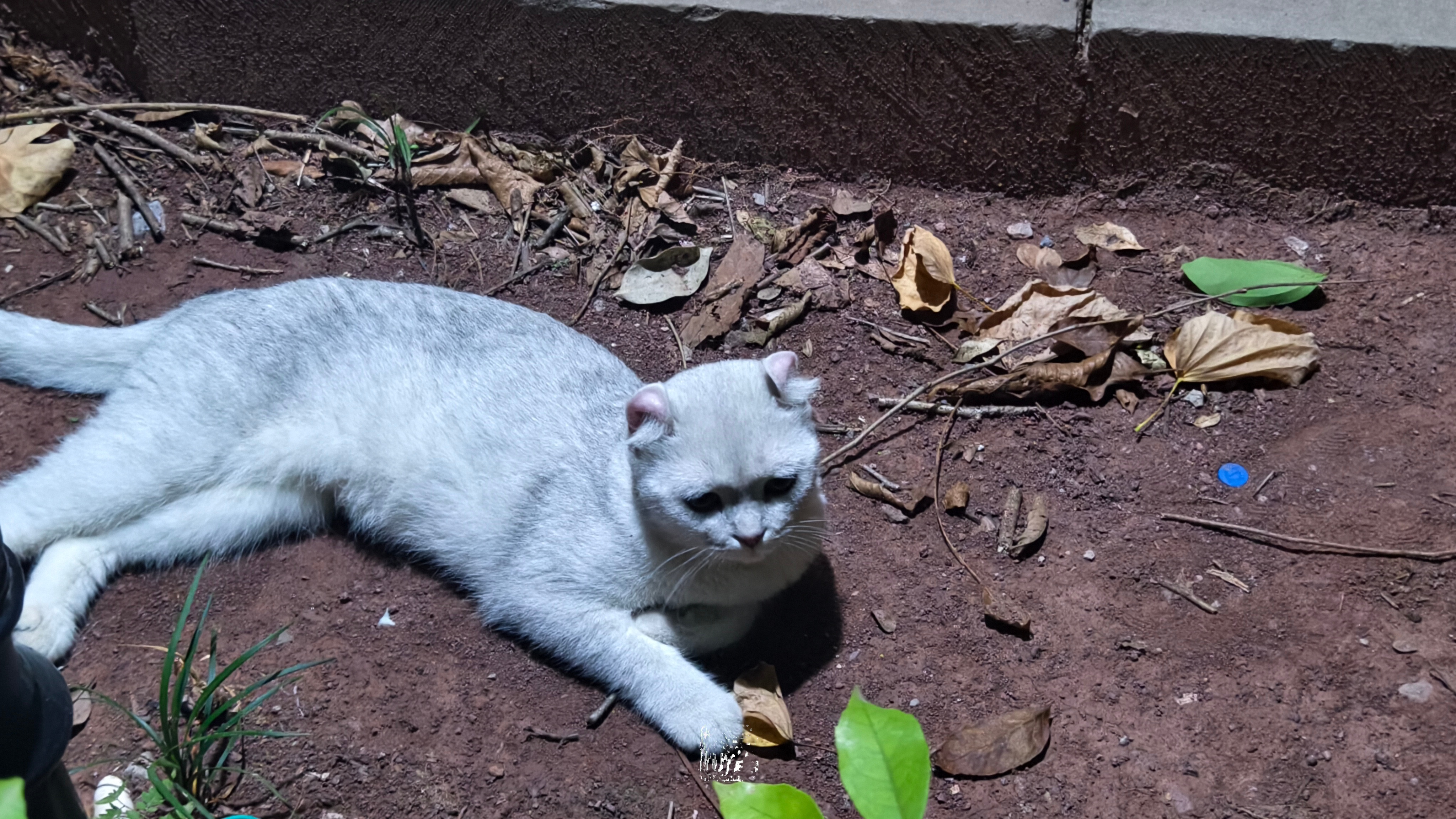 小区里的。。流浪猫，卷。。卷耳 