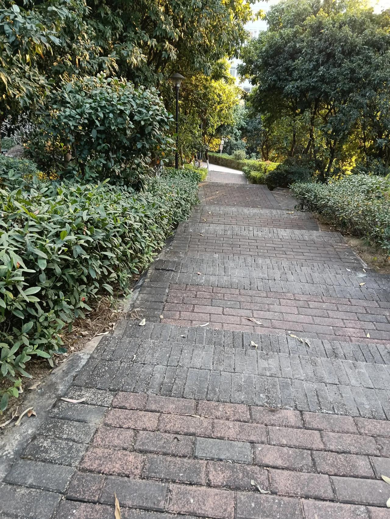 阳光洒在绿意盎然的林荫小道上漫步上植随手拍 安静的林荫道 早上的林间小道 随走随