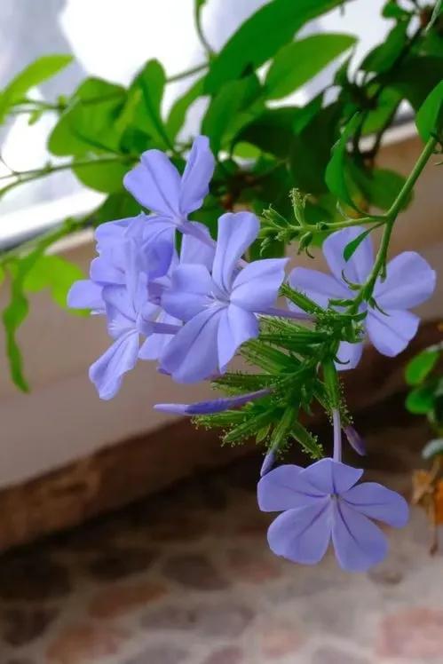 季节行将切换，此去一路 ，将是秋的盛意。依然烈阳、高温，但因秋这个字，眼里便有了