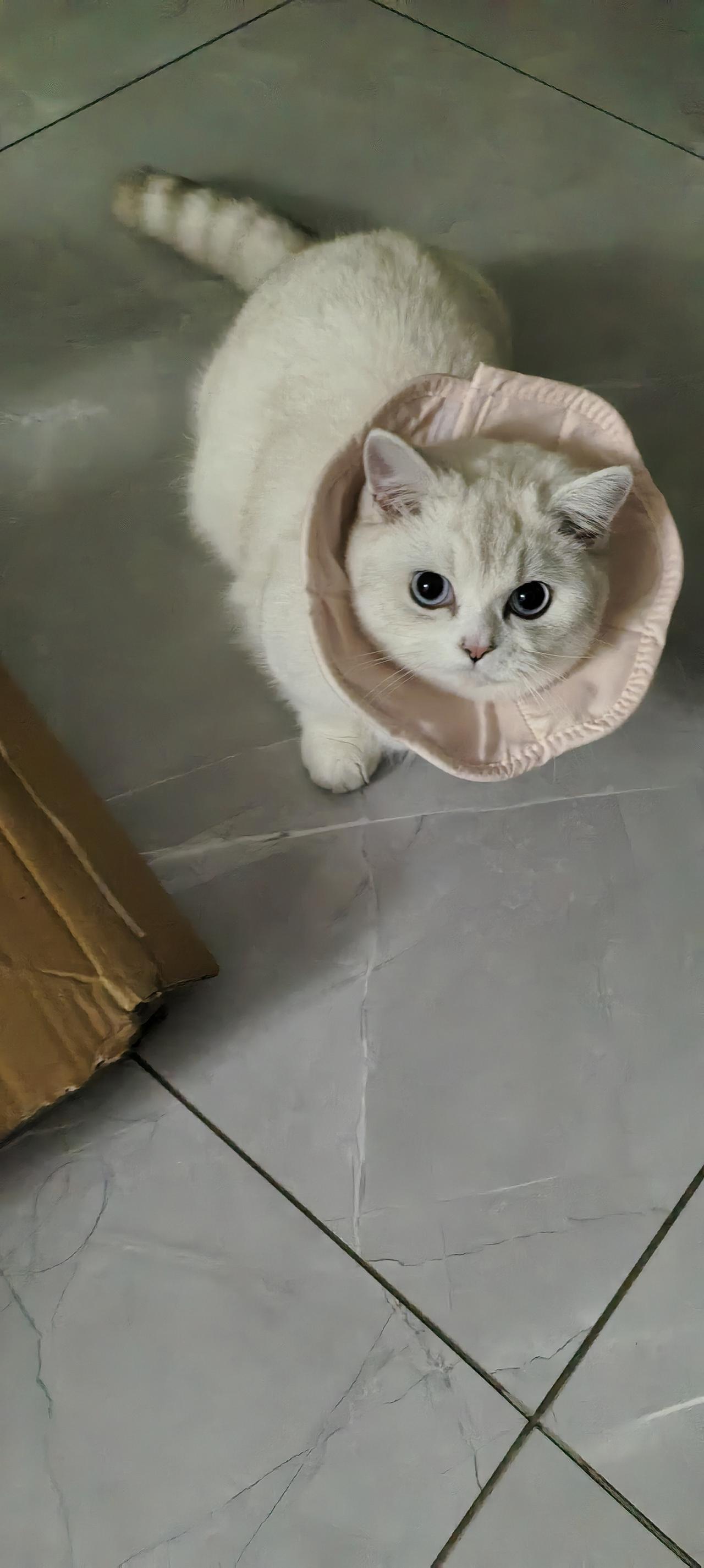 我家女儿捉了一只猫：他的名字叫雪糕.这只小猫懵懂懵懂的好可爱，就连我这不喜欢养猫