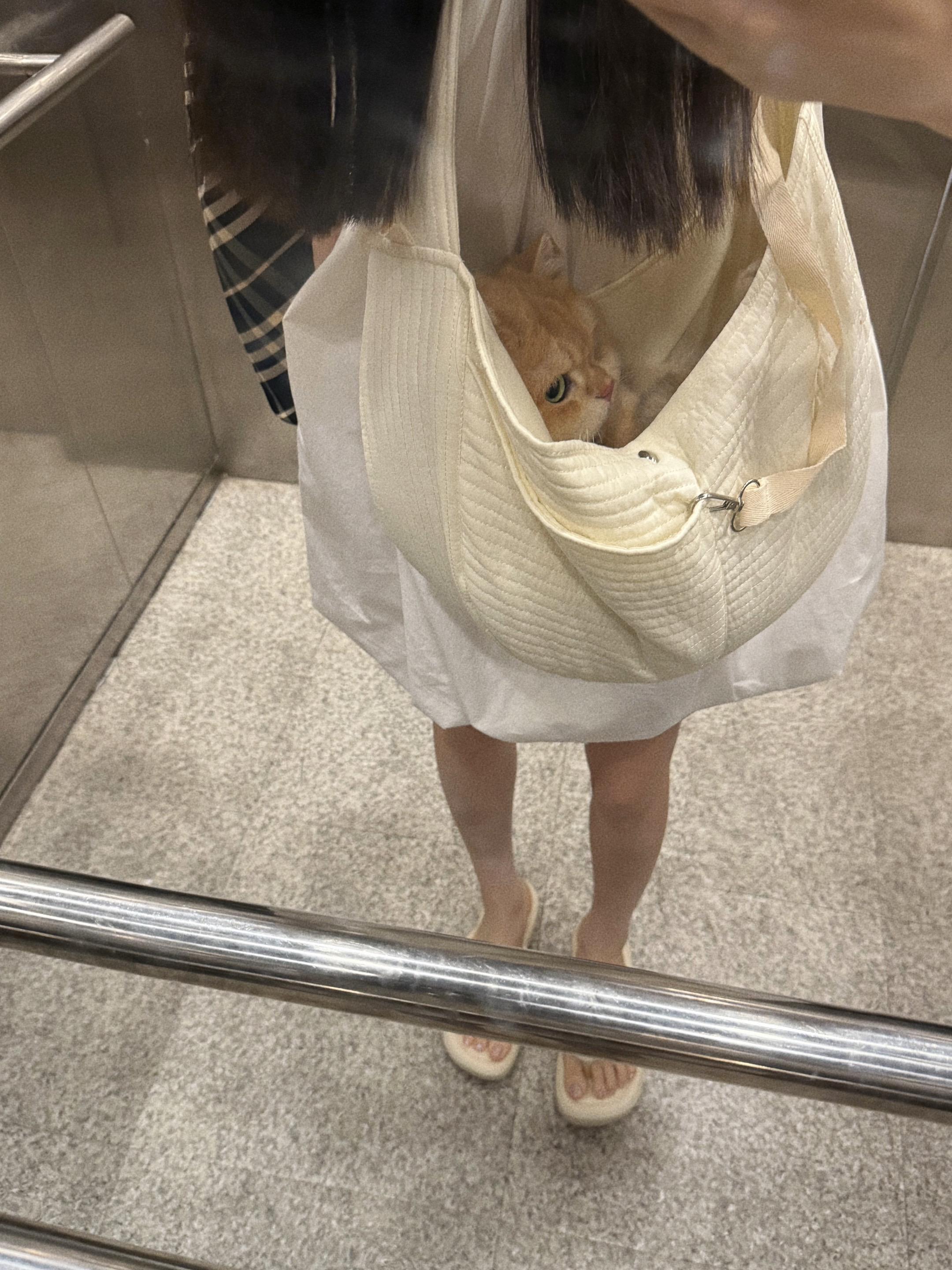 🐱：我说我想出门了吗？