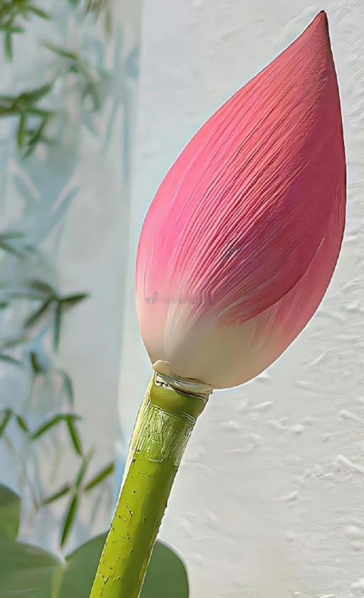 好运入门，好运莲莲🌷 
