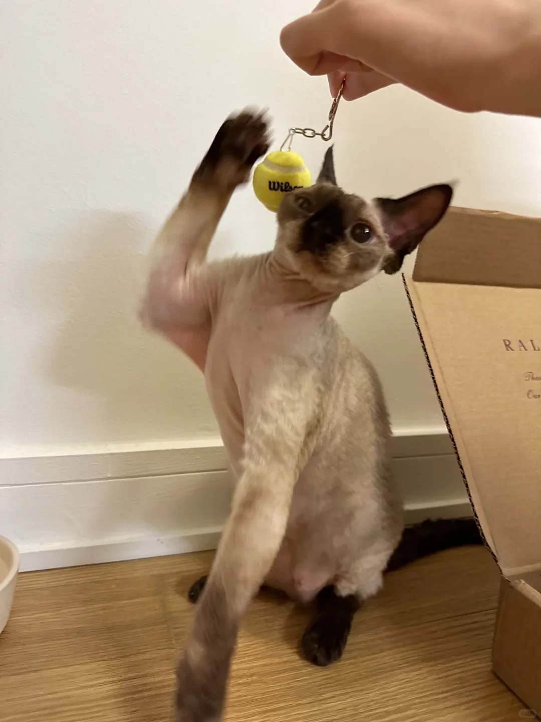 穿拉夫劳伦，享成功猫生