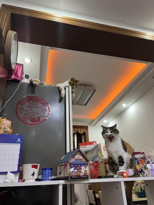 猫猫摆件