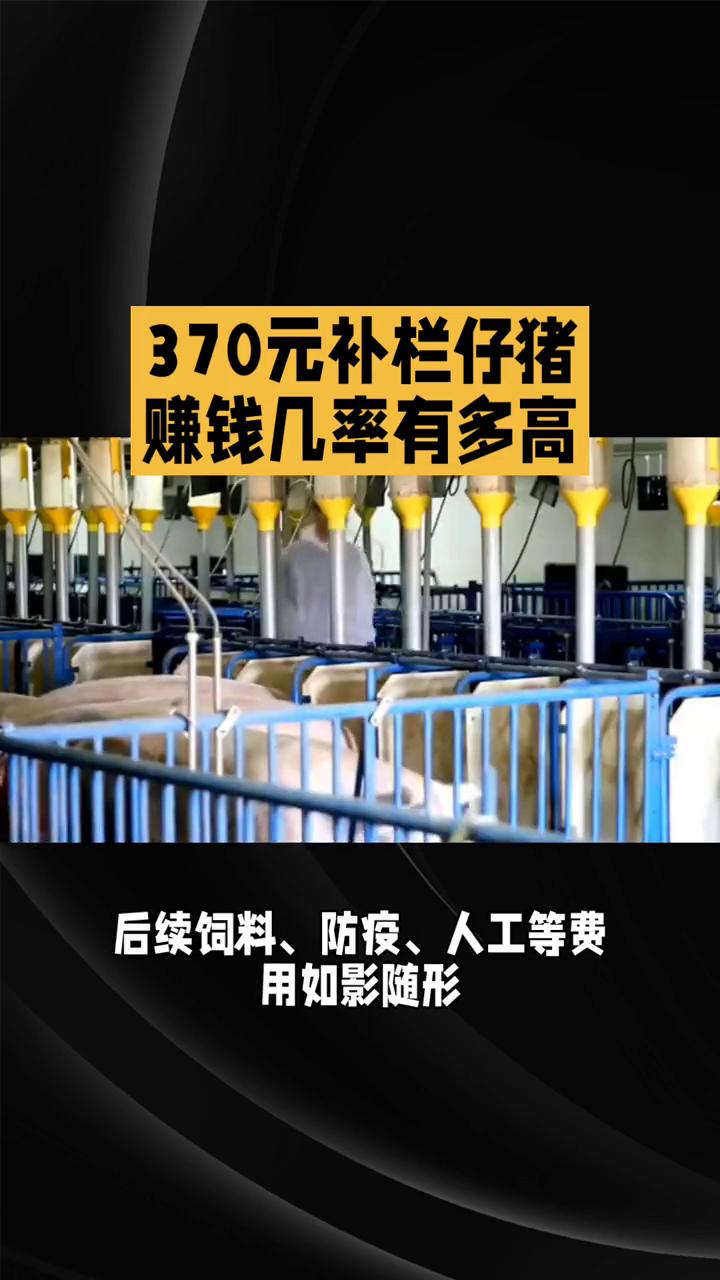 370元补栏仔猪赚钱几率有多高？
2026年补栏仔猪盈利曙光下的风险博弈。在生猪