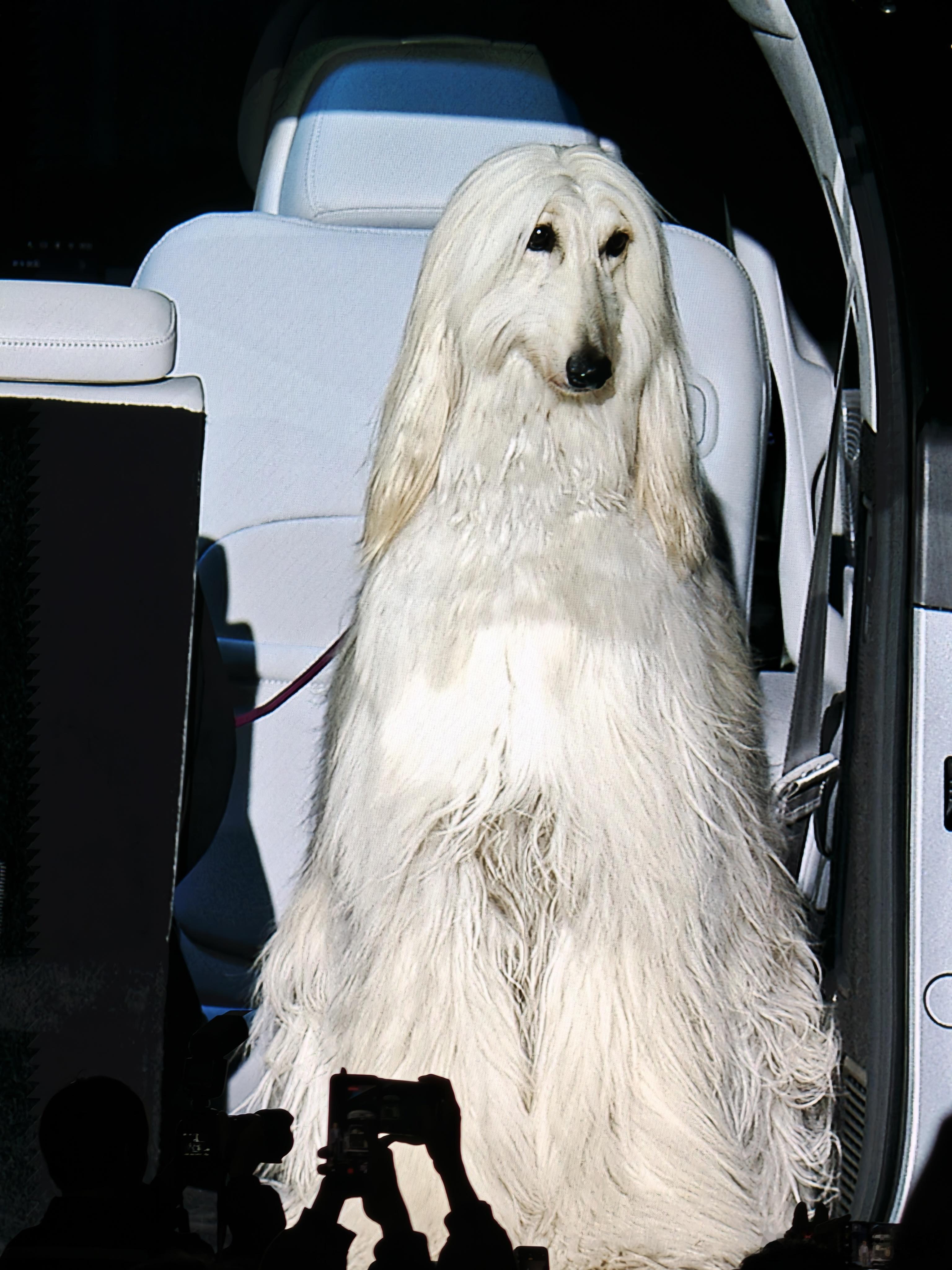 小鹏X9超级增程的这个空间展示，这只狗的头发很嬉皮。 