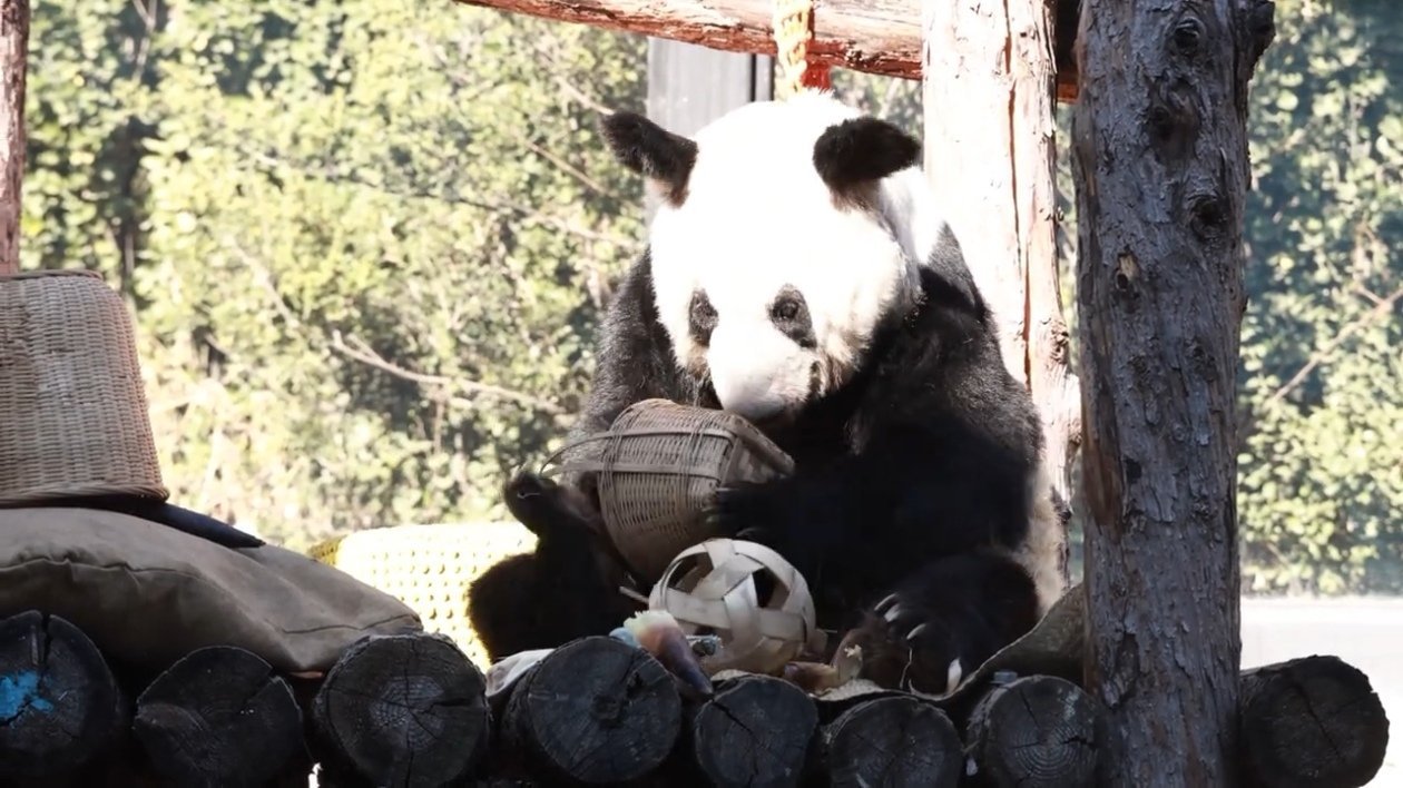 春日暖阳阳，丫宝晒太阳！主打一个松驰。。。[开学季][哇]丫丫吃笋细嚼慢咽丫丫演