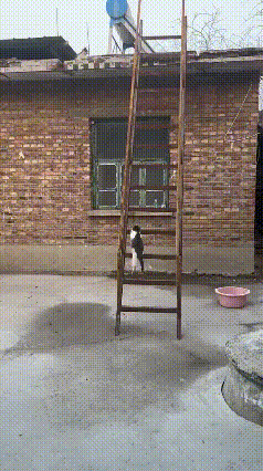 奔赴友情的快乐，连小猫咪都藏不住。
 
视频里这只软乎乎的奶油小猫，爬梯子上房的